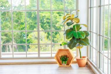 Kil çömlekteki uzun ağaç ve bahçenin arka planındaki cam pencerelere döşenmiş altıgen tahta kutuda küçük çiçek sepeti. İç dekorasyon modası minimal konut.