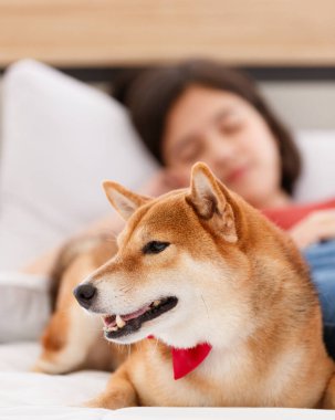 Kırmızı papyon takan sevimli, güzel, akıllı, Shiba Inu köpeği. Yan yana yatmış, günlük kıyafetlerle Asyalı genç bir kızı koruyor. Yatakta uzanıyor, bulanık arka planda uyuyor..