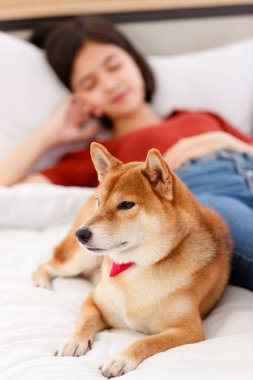 Kırmızı papyon takan sevimli, güzel, akıllı, Shiba Inu köpeği. Yan yana yatmış, günlük kıyafetlerle Asyalı genç bir kızı koruyor. Yatakta uzanıyor, bulanık arka planda uyuyor..