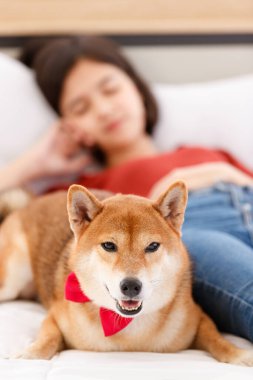 Kırmızı papyon takan sevimli, güzel, akıllı, Shiba Inu köpeği. Yan yana yatmış, günlük kıyafetlerle Asyalı genç bir kızı koruyor. Yatakta uzanıyor, bulanık arka planda uyuyor..