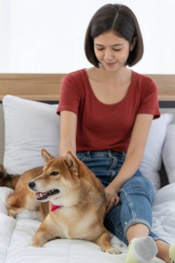 Yatak odasında kırmızı papyon takmış, şirin, kahverengi Shiba Inu köpeğinin portre resmi. Asyalı kadın sahibi gülümseyen, bulanık arka planda birbirine sarılmış gülümseyen kameraya bak..