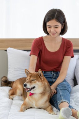 Yatak odasında kırmızı papyon takmış, şirin, kahverengi Shiba Inu köpeğinin portre resmi. Asyalı kadın sahibi gülümseyen, bulanık arka planda birbirine sarılmış gülümseyen kameraya bak..