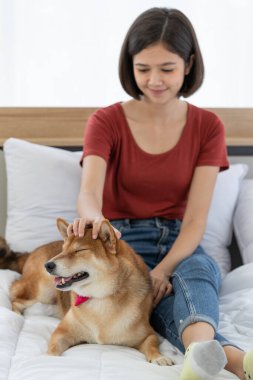 Yatak odasında kırmızı papyon takmış, şirin, kahverengi Shiba Inu köpeğinin portre resmi. Asyalı kadın sahibi gülümseyen, bulanık arka planda birbirine sarılmış gülümseyen kameraya bak..