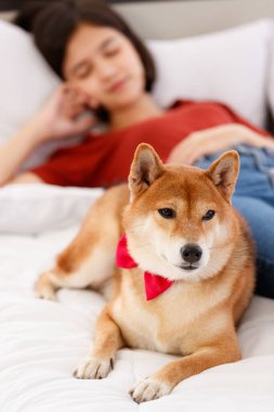 Kırmızı papyon takan sevimli, güzel, akıllı, Shiba Inu köpeği. Yan yana yatmış, günlük kıyafetlerle Asyalı genç bir kızı koruyor. Yatakta uzanıyor, bulanık arka planda uyuyor..