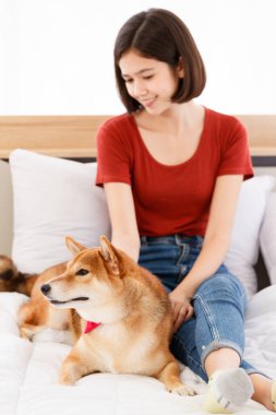 Yatak odasında kırmızı papyon takmış, şirin, kahverengi Shiba Inu köpeğinin portre resmi. Asyalı kadın sahibi gülümseyen, bulanık arka planda birbirine sarılmış gülümseyen kameraya bak..