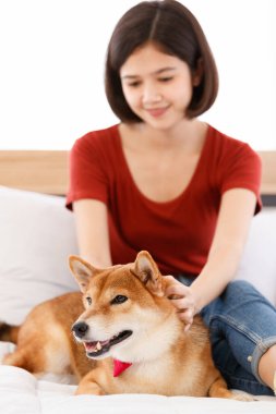 Yatak odasında kırmızı papyon takmış, şirin, kahverengi Shiba Inu köpeğinin portre resmi. Asyalı kadın sahibi gülümseyen, bulanık arka planda birbirine sarılmış gülümseyen kameraya bak..