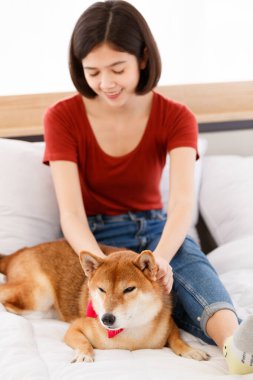 Yatak odasında kırmızı papyon takmış, şirin, kahverengi Shiba Inu köpeğinin portre resmi. Asyalı kadın sahibi gülümseyen, bulanık arka planda birbirine sarılmış gülümseyen kameraya bak..