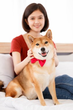 Yatak odasında kırmızı papyon takmış, şirin, kahverengi Shiba Inu köpeğinin portre resmi. Asyalı kadın sahibi gülümseyen, bulanık arka planda birbirine sarılmış gülümseyen kameraya bak..