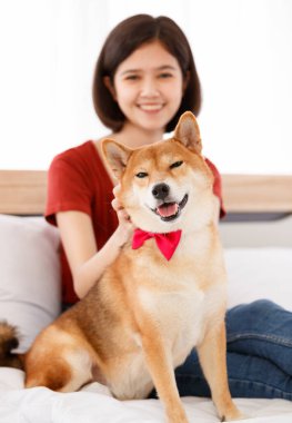 Yatak odasında kırmızı papyon takmış, şirin, kahverengi Shiba Inu köpeğinin portre resmi. Asyalı kadın sahibi gülümseyen, bulanık arka planda birbirine sarılmış gülümseyen kameraya bak..