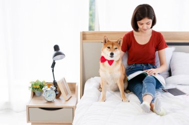 Küçük sevimli, akıllı, akıllı Japon Shiba Inu köpeği kırmızı papyon takıyor ve Asyalı genç bayan sahibi yatak odasında yastık kitap ve tablete yaslanıyor..