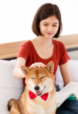 Küçük sevimli, akıllı, akıllı Japon Shiba Inu köpeği kırmızı papyon takıyor ve Asyalı genç bayan sahibi yatak odasında yastık kitap ve tablete yaslanıyor..