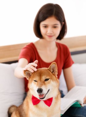 Küçük sevimli, akıllı, akıllı Japon Shiba Inu köpeği kırmızı papyon takıyor ve Asyalı genç bayan sahibi yatak odasında yastık kitap ve tablete yaslanıyor..