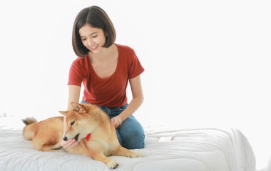 Asyalı, genç, mutlu, kısa saçlı kız modelin stüdyo fotoğrafı. Günlük kıyafetleriyle yatakta oturmuş gülümsüyor, sarılıyor, beyaz arka planda akıllı, kahverengi Shiba Inu köpeğini taşıyor.