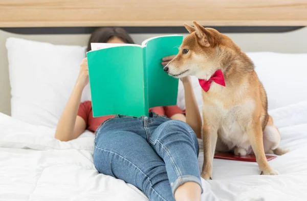 Little Cute Brown Male Shiba Inu Dog Wearing Red Bowtie — Stock Photo, Image