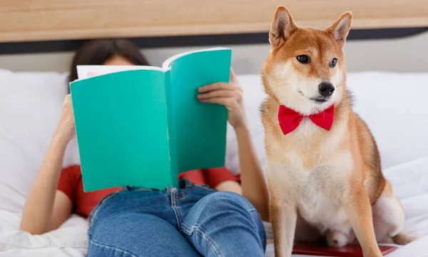 Little Cute Brown Male Shiba Inu Dog Wearing Red Bowtie — Stock Photo, Image