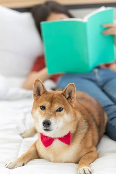 Little Cute Brown Male Shiba Inu Dog Wearing Red Bowtie — Stock Photo, Image