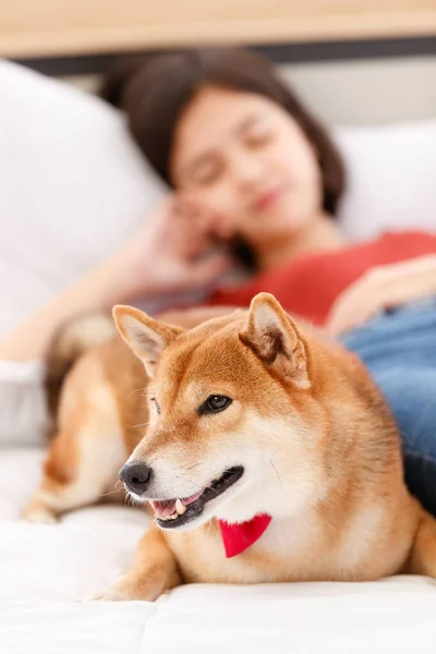 Little Cute Beautiful Smart Brown Shiba Inu Dog Wearing Red — Stock Photo, Image