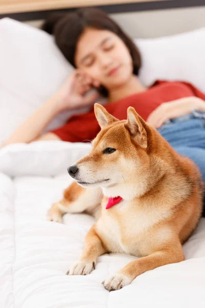 Little Cute Beautiful Smart Brown Shiba Inu Dog Wearing Red — Stock Photo, Image