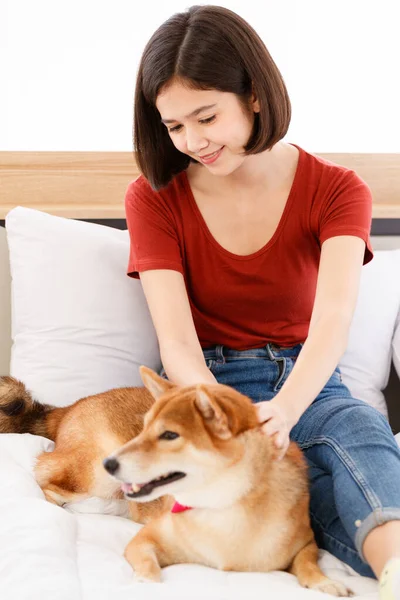 Portrait Shot Little Cute Smart Brown Shiba Inu Dog Wearing — Stock Photo, Image