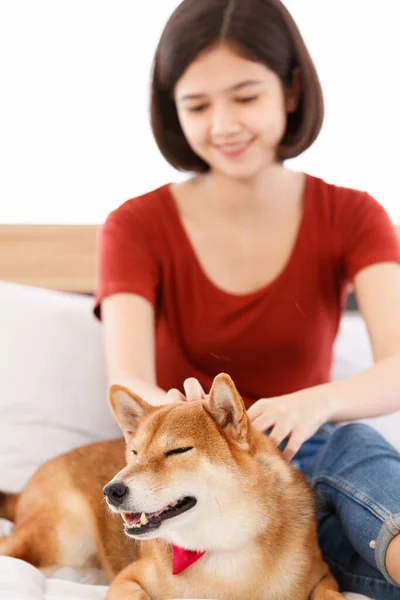 Retrato Perro Pequeño Inteligente Shiba Inu Marrón Con Corbata Roja —  Fotos de Stock