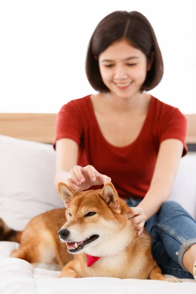 Portret Strzał Mało Słodkie Inteligentny Brązowy Shiba Inu Pies Noszenie — Zdjęcie stockowe