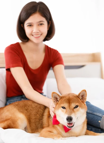 Portraitaufnahme Des Kleinen Süßen Braunen Shiba Inu Hundes Mit Roter — Stockfoto