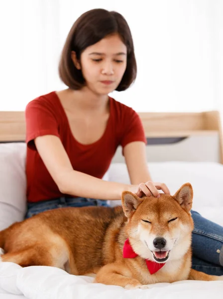 Yatak Odasında Kırmızı Papyon Takmış Şirin Kahverengi Shiba Inu Köpeğinin — Stok fotoğraf