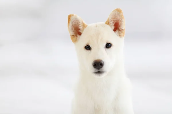 Portrait Closeup Studio Shot Little Cute Adorable Friendly White Japanese — Fotografia de Stock