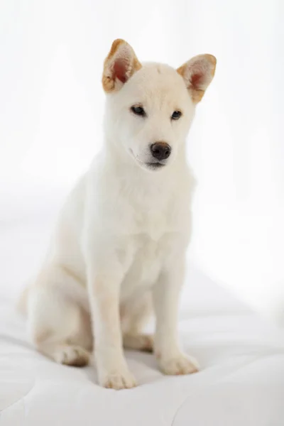 Portrait Closeup Studio Shot Little Cute Adorable Friendly White Japanese — Fotografia de Stock