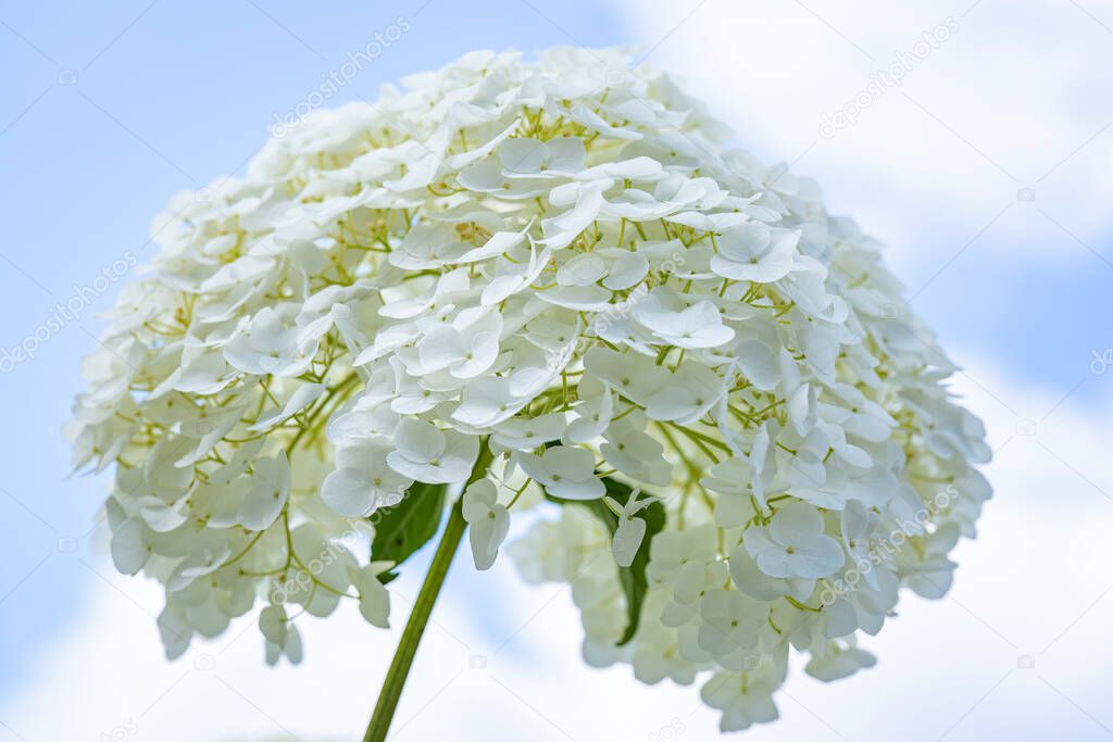 The flower of a white Hydrangea Strong Annabelle under a blue sky with white clouds