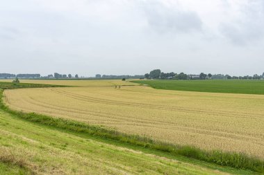 Hollanda, Lek nehrinin taşkın ovalarında tahılların arasından güzel bir çizgi oyunu