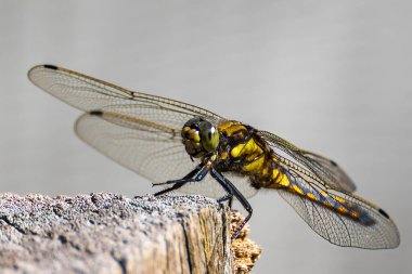 Hollanda, Zoetermeer 'deki ahşap bir direkte dinlenen bir Kum Yusufçuğunun (Othetrum İptal Edici) ayrıntılı fotoğrafı