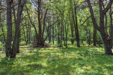 Güneş, Hollanda, Hooghalen yakınlarındaki bu geçiş bölgesindeki ağaçların yapraklarını delip geçer ve yerdeki çimlerin üzerinde parlar.