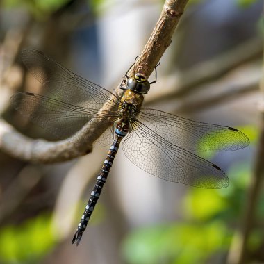 Yusufçuğun şeffaf kanatlarındaki damarların güzel bir görüntüsü göçmen şahin (Aeshna mixta) olarak adlandırılır.)