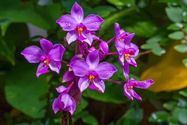 Solanum denizinin narin çiçekleri.