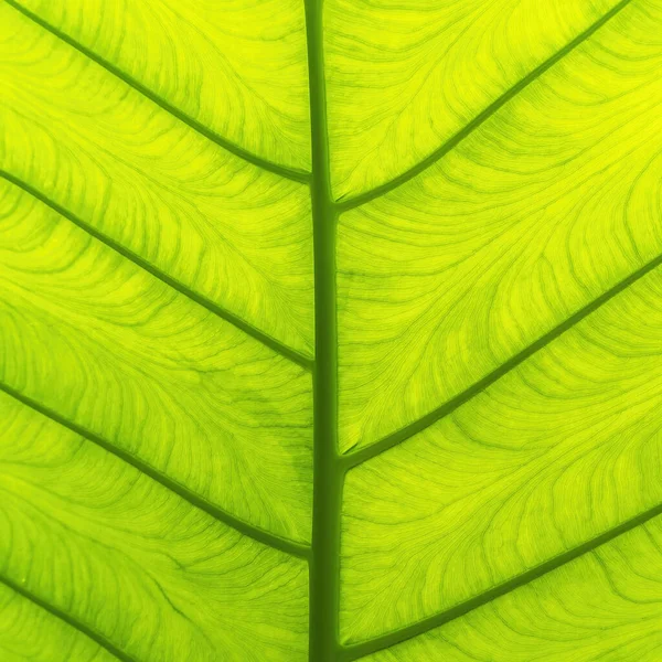 Dev fil kulağının dev yaprağının güzel yaprak damarları ya da Colocasia dev çayı