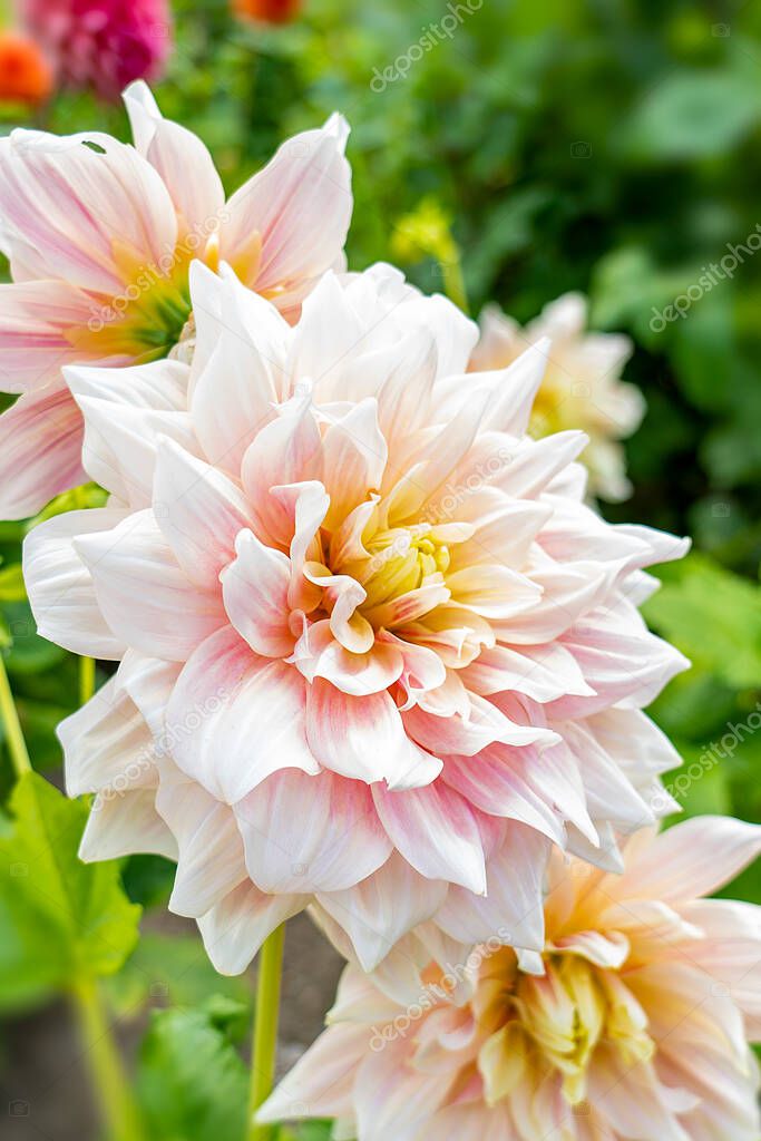 White-pink dahlia flowers in a castle garden in Lisse, the Netherlands