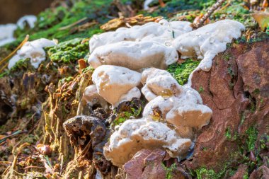 Bu beyaz mantar Hollanda, Nunspeet yakınlarındaki bir ormanda ölü bir ağaç gövdesinin büyük bir kısmını kaplıyor.