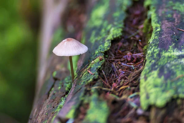 Одинокий Гриб Капотом Mycena Galericulata Боку Вращающегося Ствола Дерева Лесу — стоковое фото