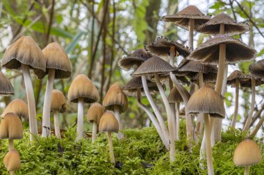 Zoetermeer 'deki Prielenbos parkındaki yosunlar arasında parlak mürekkep kapağının (Coprinus micaceus) farklı aşamaları
