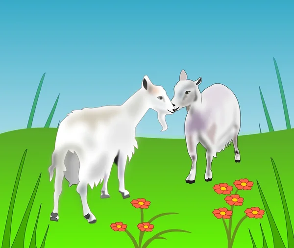Two Goats — Stock Photo, Image