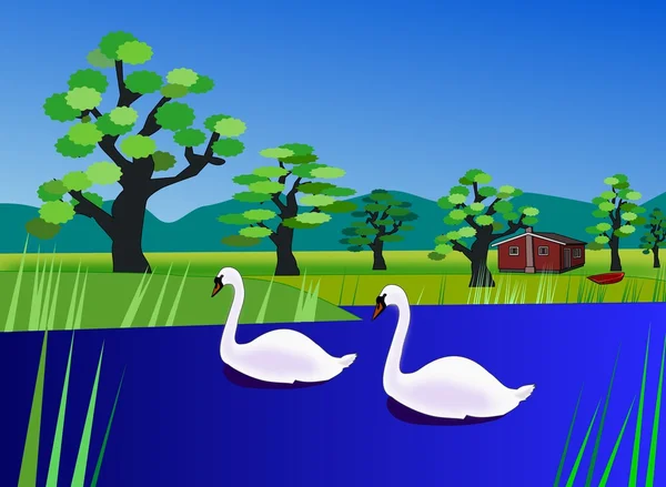 Two Swans Royalty Free Stock Images