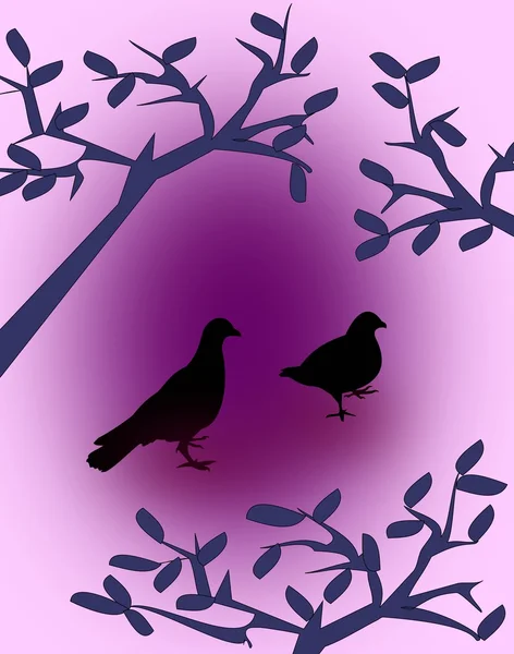 Černé holubice — Stock fotografie
