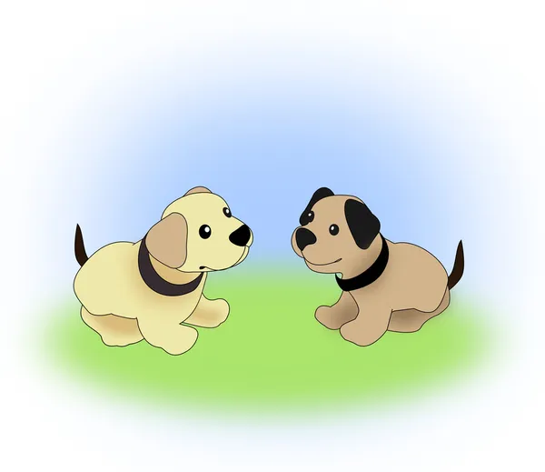 Puppies — Stock Photo, Image