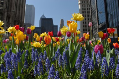 Chicago downtown'bahar