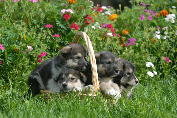 Alaskan Malamute Puppies in a Straw Basket
