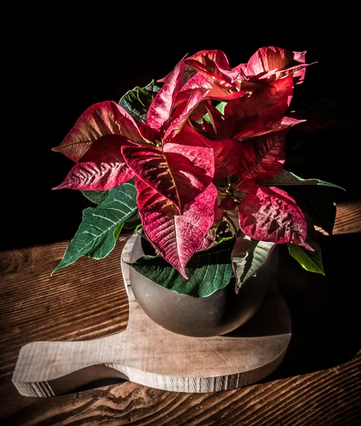 Poinsettia, Planta Estrella de Navidad Fotos De Stock Sin Royalties Gratis