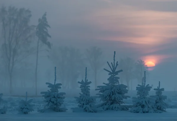 Χειμερινό τοπίο στο ηλιοβασίλεμα — Φωτογραφία Αρχείου