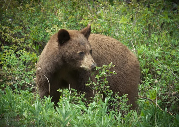 Oso negro de canela en un bosque Fotos De Stock