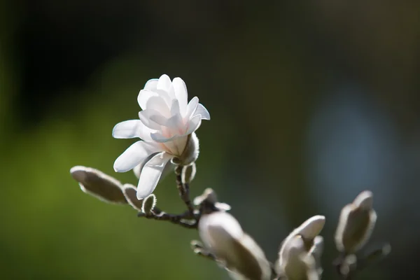 Первый цветок Магнолии — стоковое фото